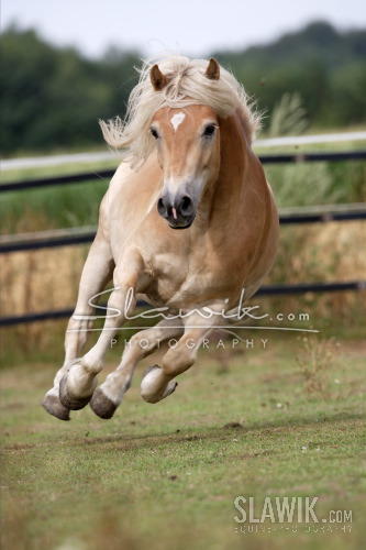 Haflinger _slawik.JPG