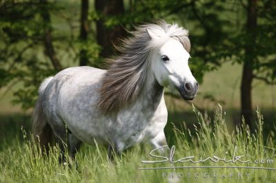 shetland pony-slawik.JPG
