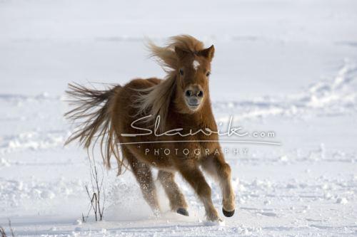 Shetlandpony -SLAWIK.JPG