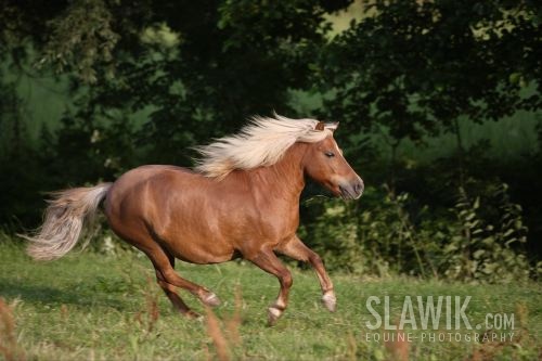 slawik-do galerky12.JPG