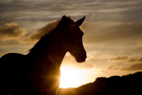 Connemara Pony Juist 56_00.JPG