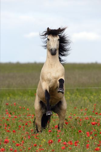 Connemara pony-slawik.JPG